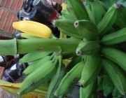 Banana Pacovan 3