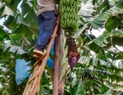 Cultivar Bananas 6