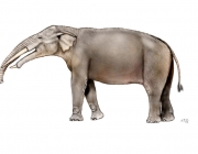 Evolução dos Elefantes 5
