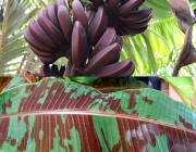 Folhas de Musa Acuminata Zebrina 4