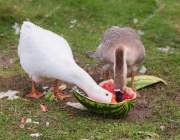 Gansos Comendo 3