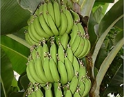 Musa Acuminata 2