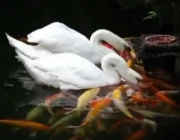 Peixes e Gansos 1