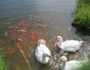 Peixes e Gansos 4