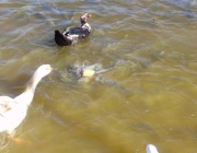 Peixes e Gansos 6
