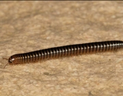 Piolho de Cobra 1