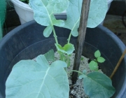 Plantar Brócolis no Vaso 6