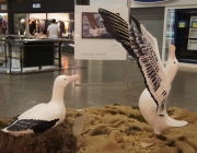 Projeto de Preservação Albatroz 5