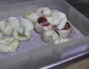 Reprodução da Jararaquinha do Brejo 4