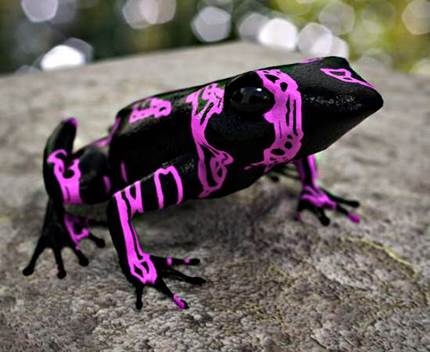 Sapo Venenoso Rosa
