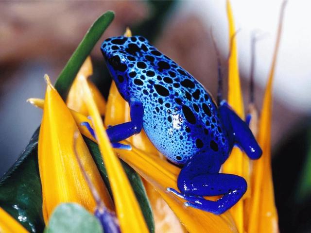 Habitat do Sapo Boi Azul: Onde eles Vivem?