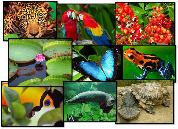 Biosfera, Biodiversidade e como o Homem se Encaixa