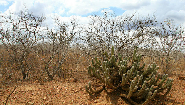 Ocorre Desmatamento na Caatinga?