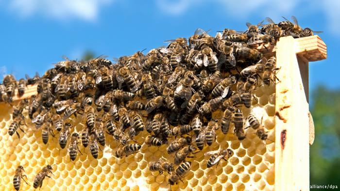 Importância das Abelhas Para o Ecossistema e Economia