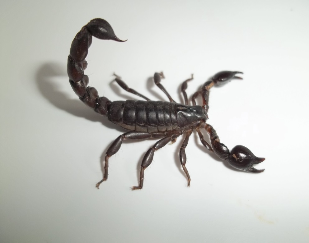 Curiosidades Sobre o Escorpião e Fatos Interessantes