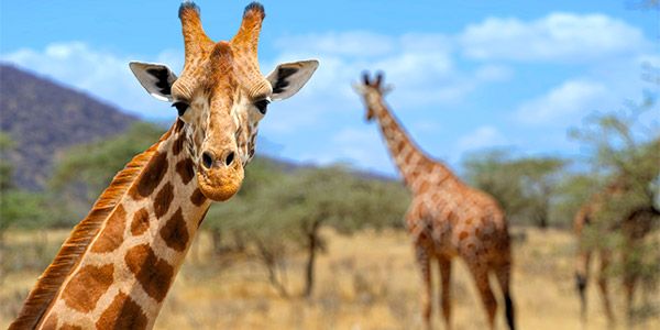 Espécies de Girafas em Vias de Extinção no Mundo