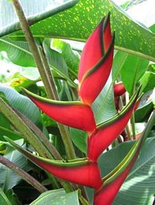 Heliconia Bihai: Caracteristicas e Fotos