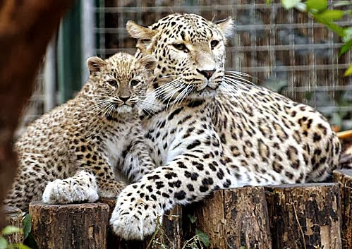 Leopardo do Cáucaso Características