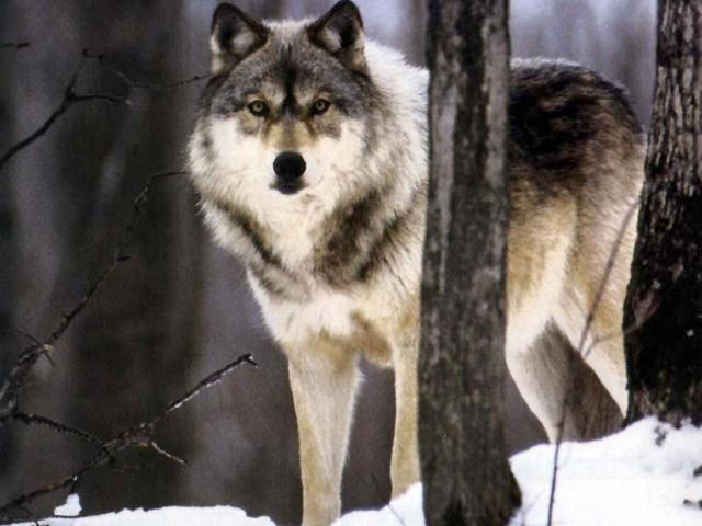 Tudo Sobre Lobos e seu Nicho Ecológico