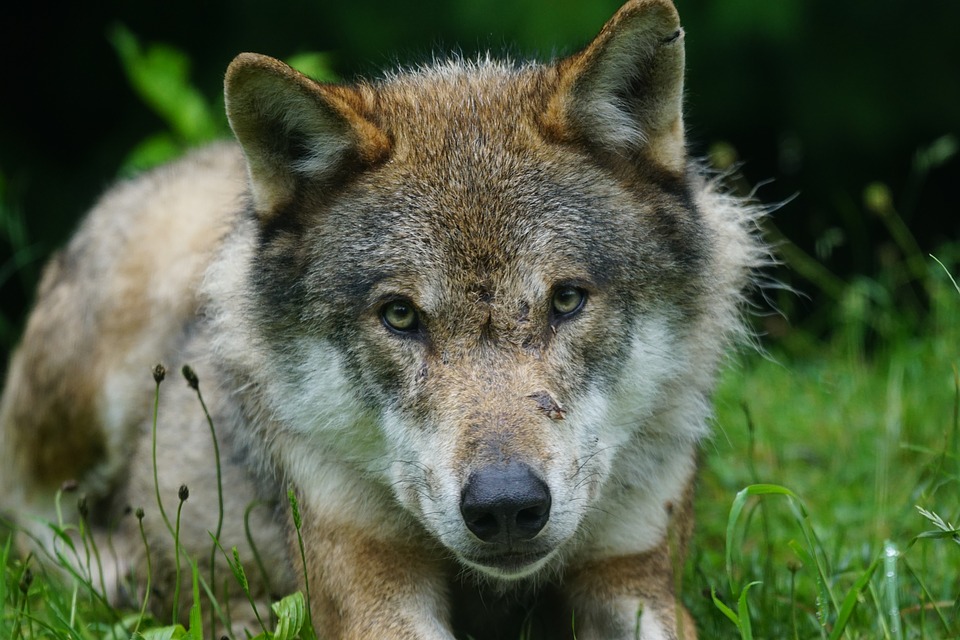 Lobo Euro Asiático: Características