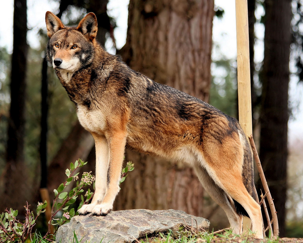 Lobo Vermelho: Características Físicas