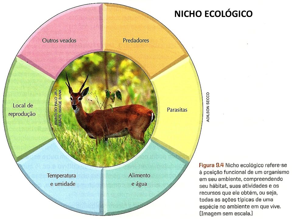 Sobreposição de Nicho Ecológico: O que é? Princípios e Conceitos