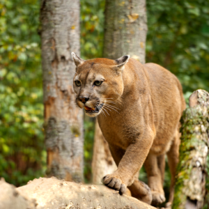 Animais Típicos da Caatinga