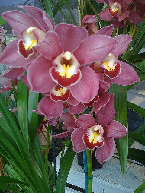 Significado Místico e Esotérico das Orquídeas