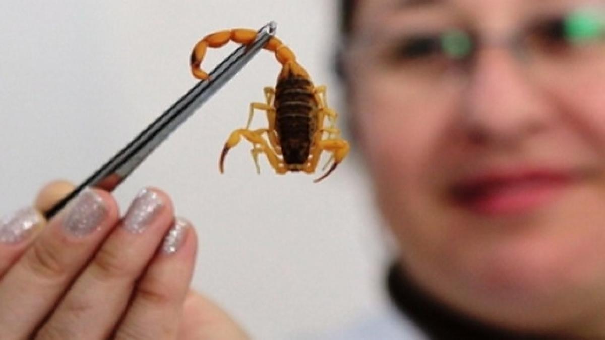 Escorpião Amarelo é Perigoso? Como é sua Picada?