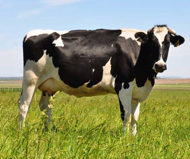 Animais Que Vivem no Campo
