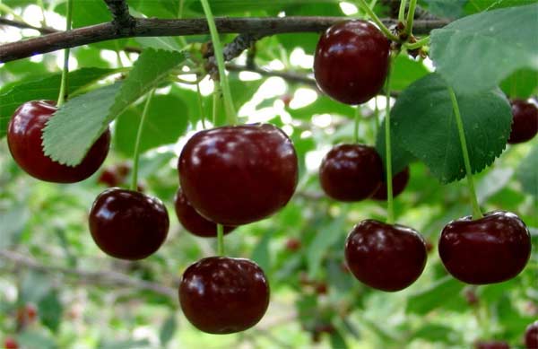 Ginja Fruta Verde Pitanga