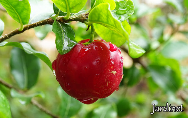 Cultivo de Acerola Orgânica, Como Fazer? Como Plantar?