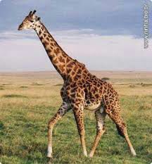 Girafa Reticulada: Características, Fotos e Habitat