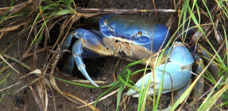 Diferença Entre Guaiamum e Caranguejo