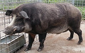 Características do Javaporco: Peso, Altura, Carne e Nome Científico