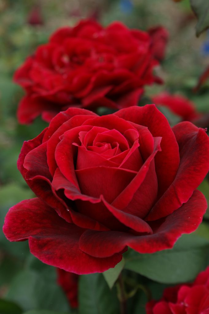 Mister Lincoln Rosa: Significado, Características e Fotos