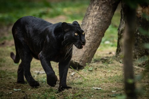 Pantera Negra (Animal): Características e Fotos
