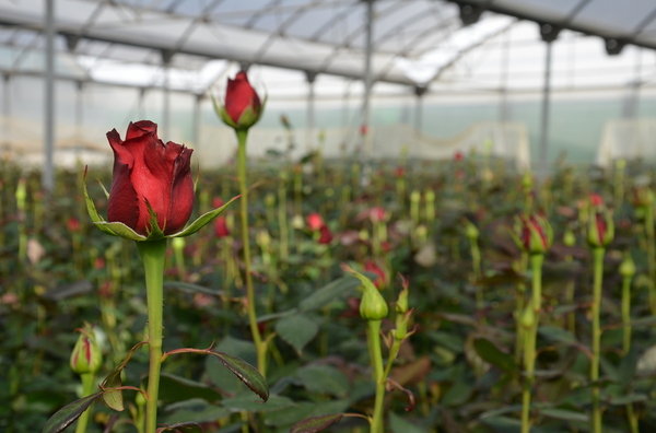 Quanto Tempo Vive uma Rosa?