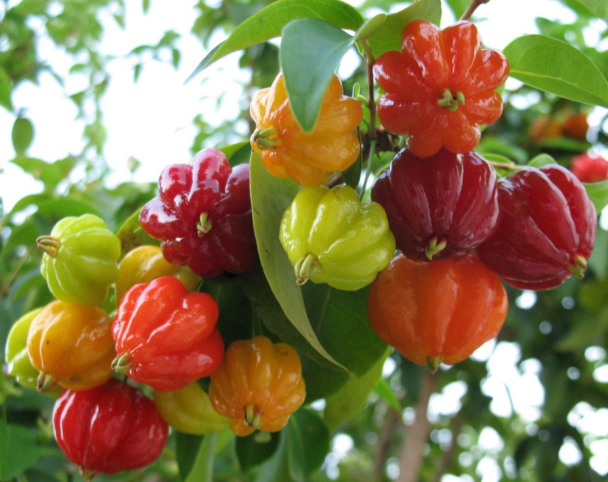 Pitanga – Quanto Tempo Para dar Frutos?