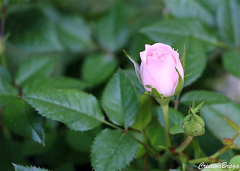 Tudo Sobre Rosas