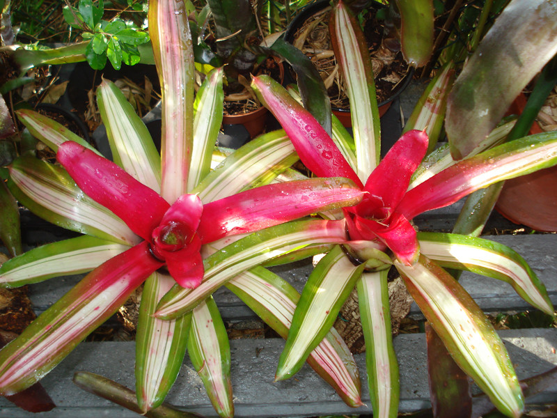 Bromélia Neoregelia: Fotos, Tipos e Classificações Inferiores