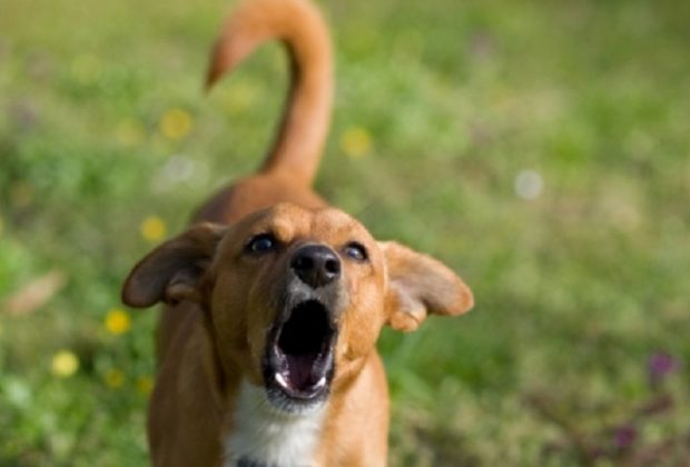 Cachorro com Latido Estranho o que é? E Latido Fino?