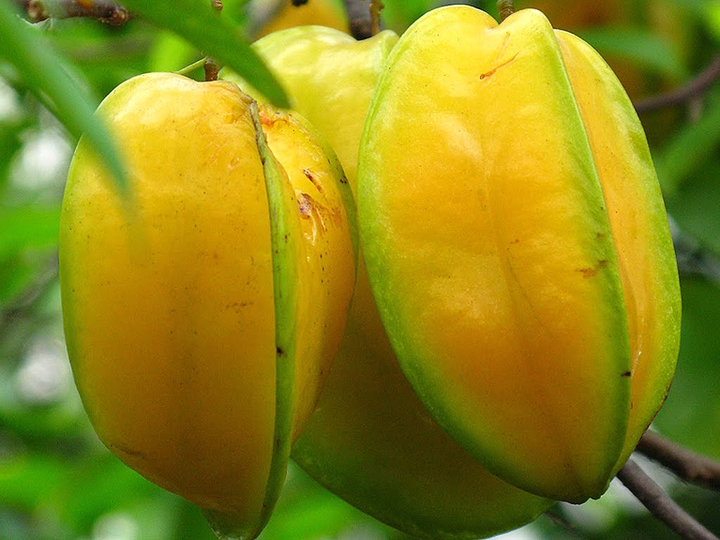 Carambola: Benefícios e Malefícios