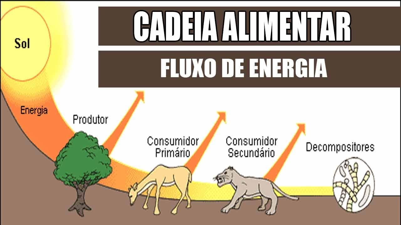 Fluxo de Energia na Cadeia Alimentar