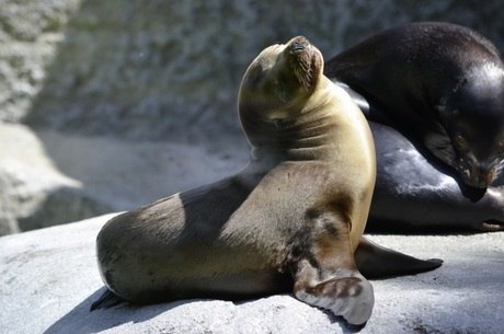 Onde Vivem as Focas? Qual seu Habitat Natural?