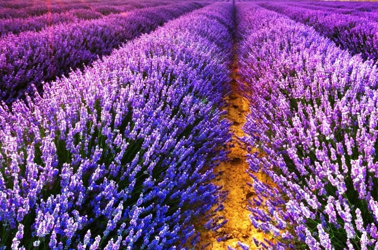 Flores Exóticas do Japão
