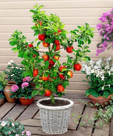 Como Plantar Árvore Macieira? Como Cultivar em Vaso?