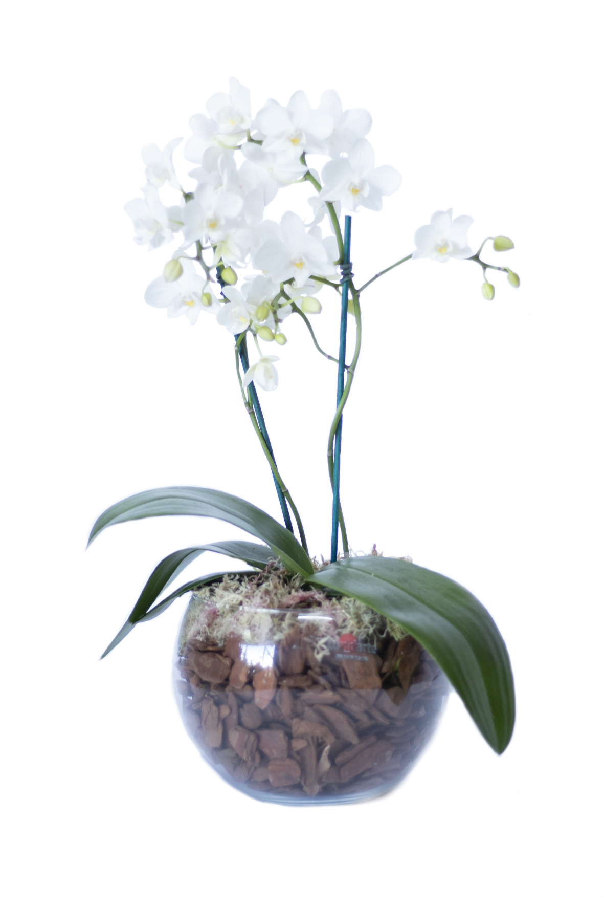 Como Podar Mini Orquídea?