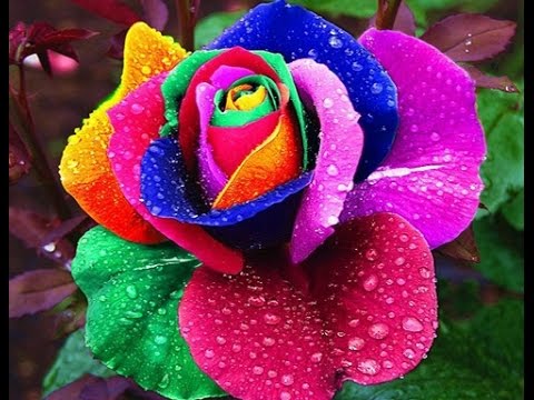 Rosa Colorida Existe? A Rosa Arco Íris é Verdadeira?