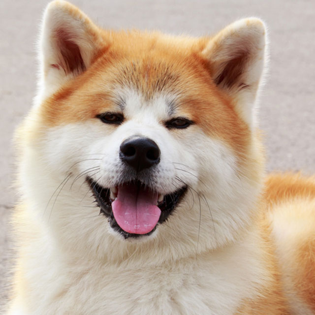 Akita vs Samoieda: Quais As Diferenças?